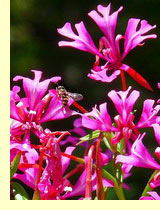 Кларкия изящная, или кларкия ноготковая (Clarkia elegans) Кларкия изящная, или кларкия ноготковая (Clarkia elegans)